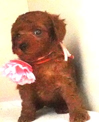 画像1: リコちゃん赤ちゃん生まれました　　メス