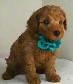 画像3: リコちゃん赤ちゃん生まれました