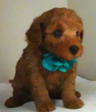 画像2: リコちゃん赤ちゃん生まれました